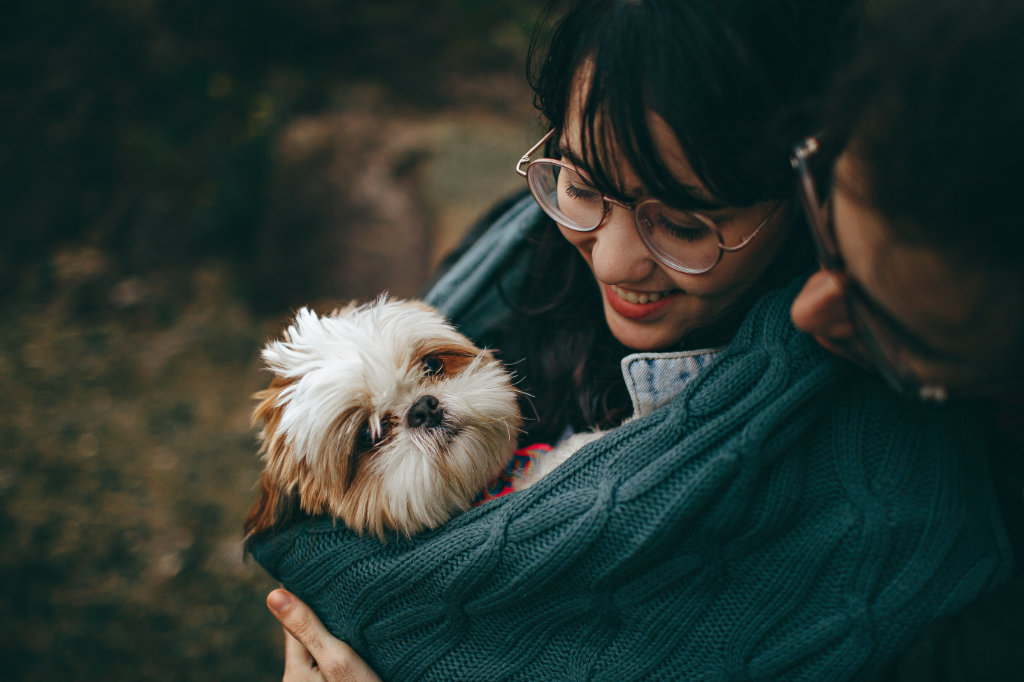 dog in sweater stock photo