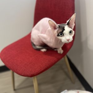 Sphynx