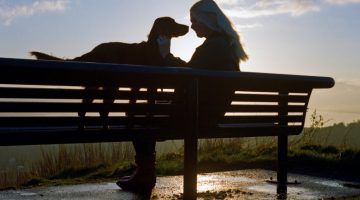 woman with dog in bench stock photo